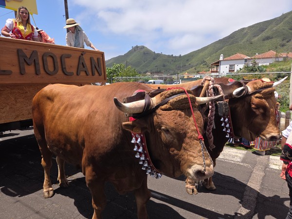 Romería de San Marcos, Tenerife Pareja de bueyes decorados con cencerros tirando de una carreta tradicional durante la romería de San Marcos en Tenerife, con montañas al fondo.