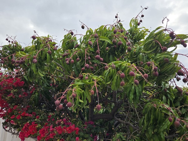 Arbol de mango en Tenerife