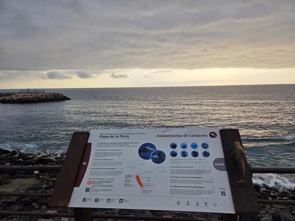 Avistamiento de cetáceos en Playa de la Pinta Panel educativo sobre avistamiento de cetáceos en la Playa de la Pinta, con el mar al fondo al atardecer.
