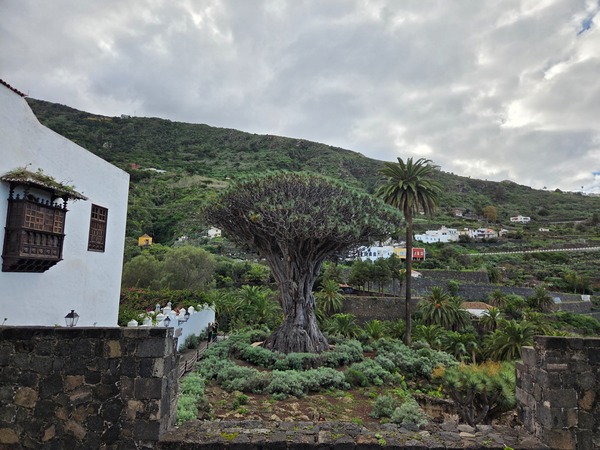 Drago Milenario en Icod de los Vinos, un árbol emblemático de gran tamaño rodeado de jardines, con casas tradicionales y montañas verdes al fondo bajo un cielo nublado.