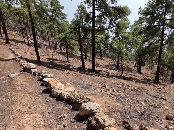 Sendero entre pinos canarios sobre terreno seco y pedregoso en una zona de monte de Tenerife.
