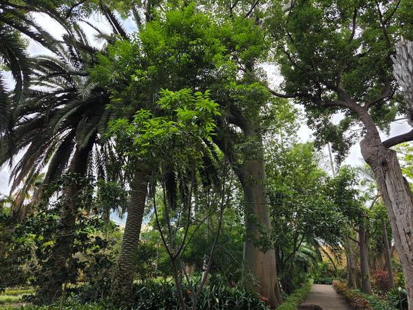 Jardín Botánico de Puerto de la Cruz Sendero rodeado de vegetación frondosa en el Jardín Botánico de Puerto de la Cruz con árboles altos y palmeras.