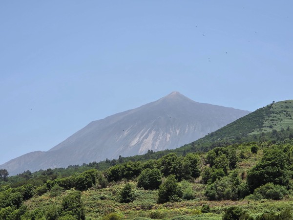Vista del Teide elevándose sobre una ladera verde con vegetación abundante, bajo un cielo azul claro y ligeramente brumoso.